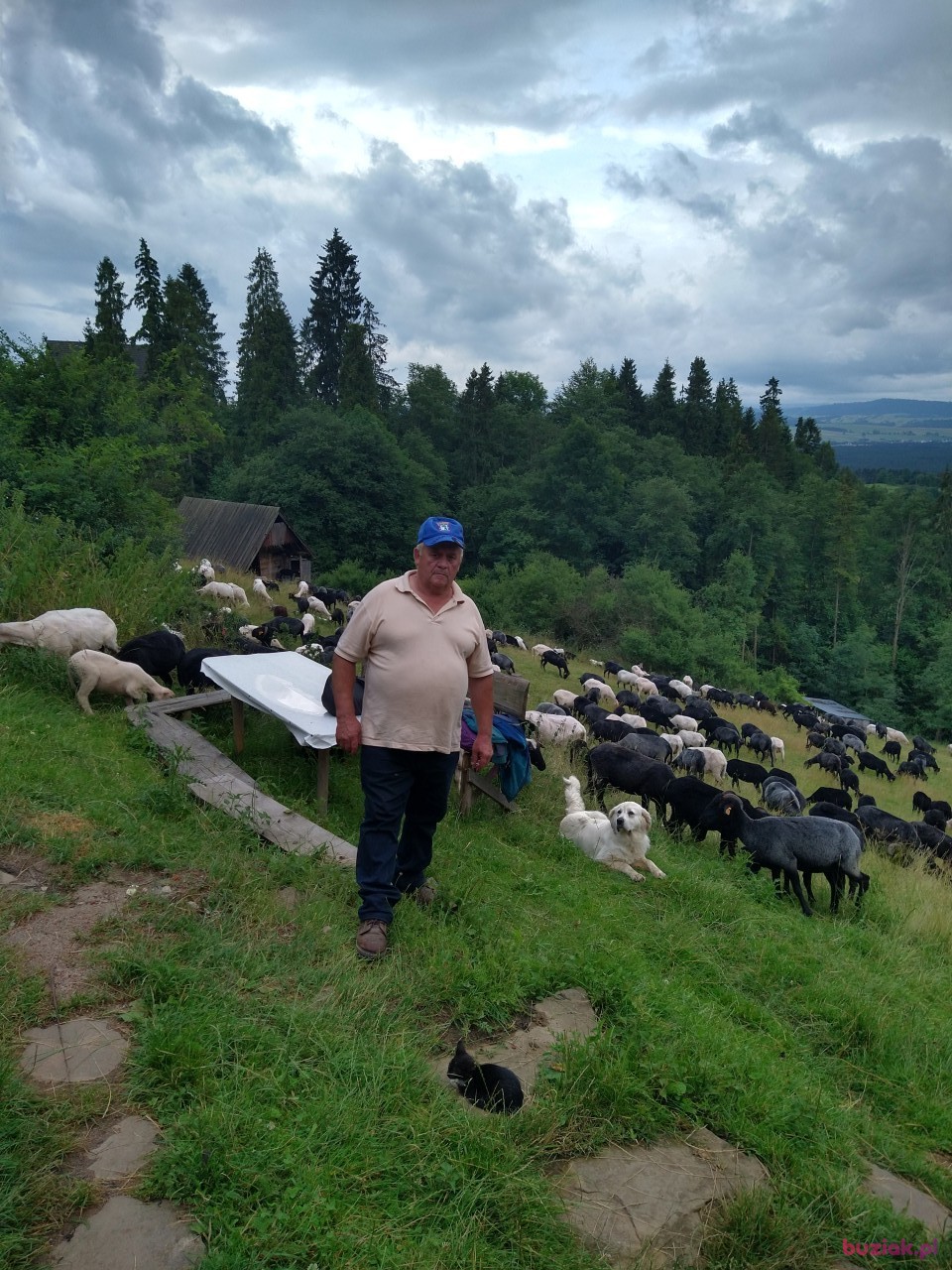 Zdzisław, Male, 66, Nowy Targ, Polska: 1
