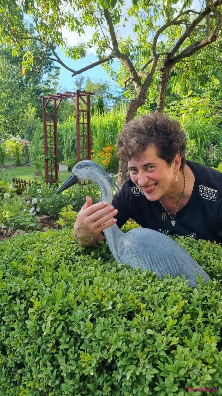 Zofia, Kobieta, 65, Gorzów Wielkopolski, Polska, Zdjęcie: 6