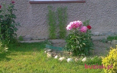wlodek, Mężczyzna, 50, Bochnia, Polska, Zdjęcie: 3
