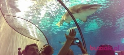 Adam, Mężczyzna, 34, Polska, Zdjęcie: 3