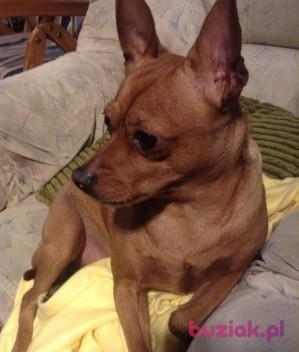 Layla, Kobieta, 44, Polska, Zdjęcie: 6