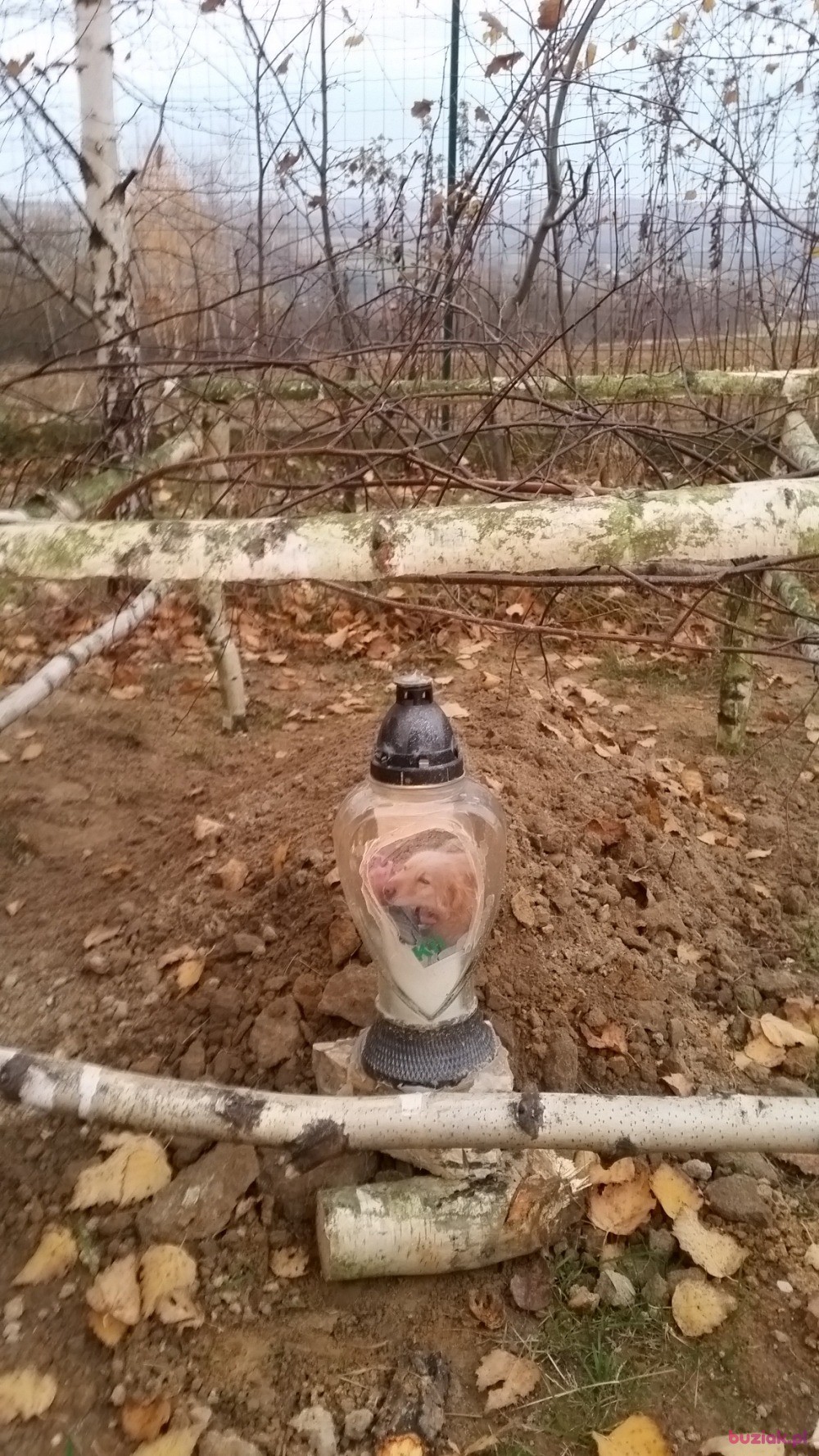Krzysiek, Male, 64, Rzeszów, Polska, Photo: 3