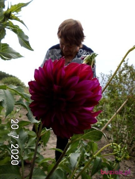 Zofia, Female, 74, Człuchów, Polska, Photo: 5