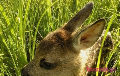 Andrzej, Mężczyzna, 63, Goleniów, Polska, Zdjęcie: 9