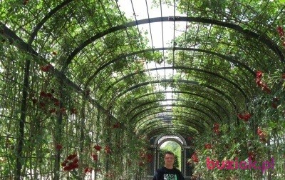 djbajer, Mężczyzna, 37, Kamienna Góra, Polska, Zdjęcie: 7