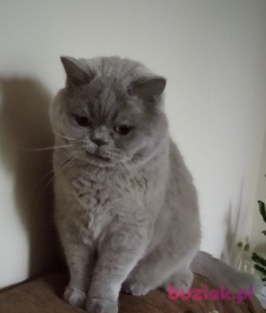 Lila, Female, 73, Gdańsk, Polska, Photo: 4