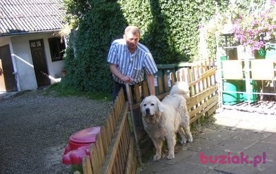 Adam, Mężczyzna, 68, Warszawa, Polska, Zdjęcie: 3