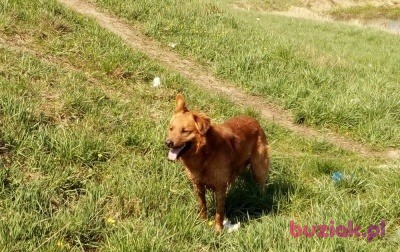 Adam, Male, 57, Gorzów Wielkopolski, Polska, Photo: 4
