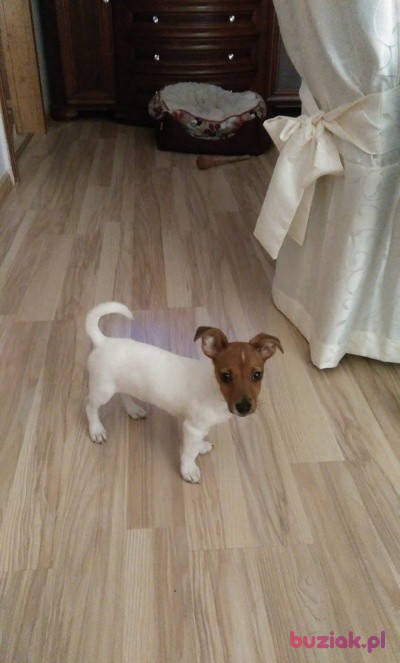 Dominika, Kobieta, 30, Bytom, Polska, Zdjęcie: 2