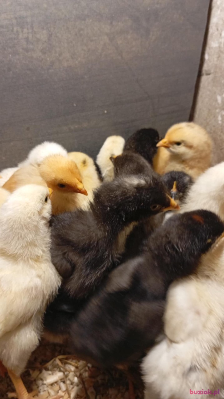 jurek, Mężczyzna, 62, Opole Lubelskie, Polska, Zdjęcie: 5