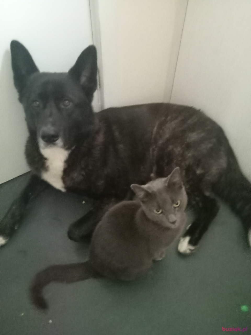Kat, Female, 39, Wielka Brytania, Photo: 4
