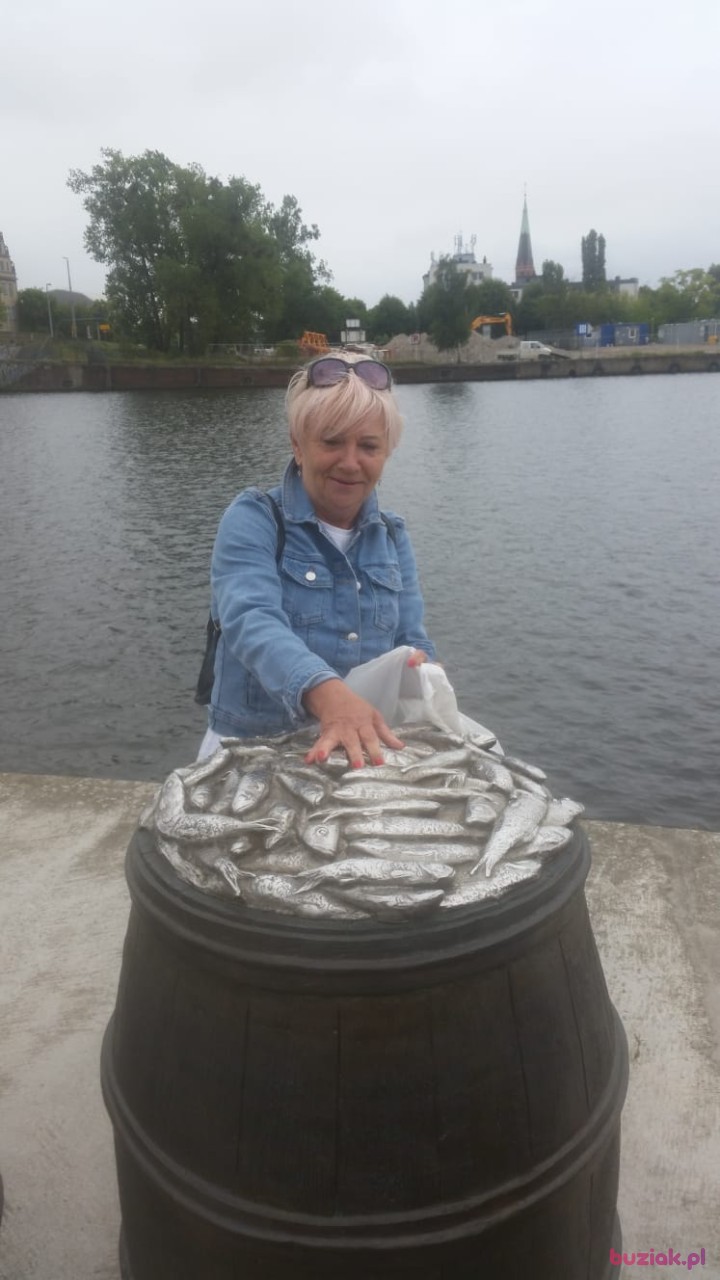 mszczecinianka, Kobieta, 70, Szczecin, Polska, Zdjęcie: 1