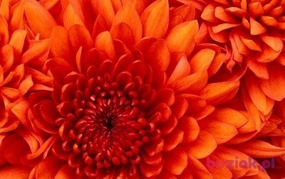 Zdzisław, Mężczyzna, 71, Giżycko, Polska, Zdjęcie: 2