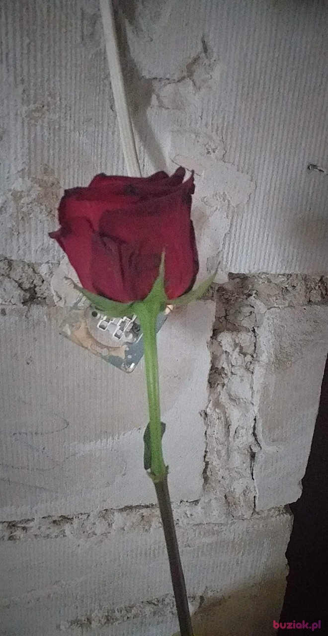 Andrzej, Male, 31, Niemcy, Photo: 2